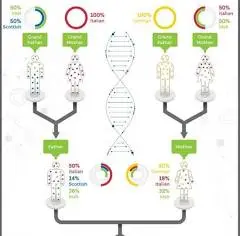 DNA: Can siblings have different ethnicity estimates ...