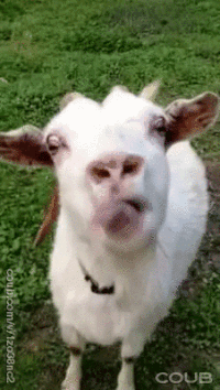1776893166248.gif