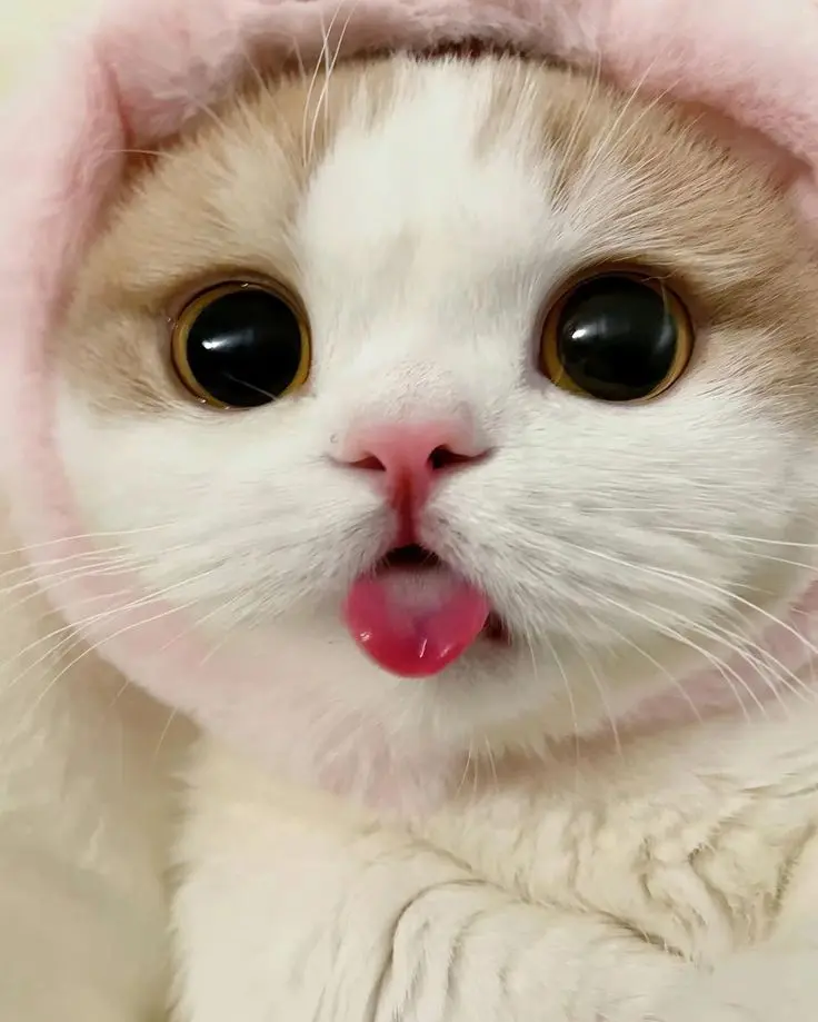 1777853726742.webp