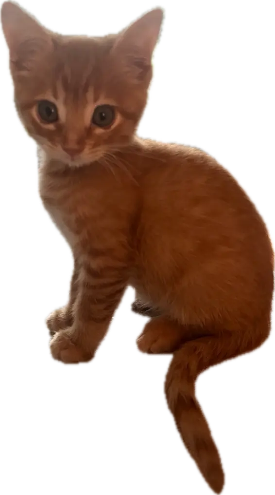 1777853948861.webp
