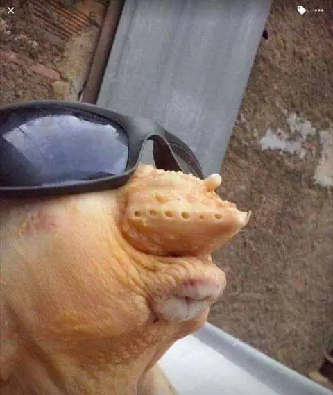 18767727_10211534592351975_1886007807554289884_n.webp
