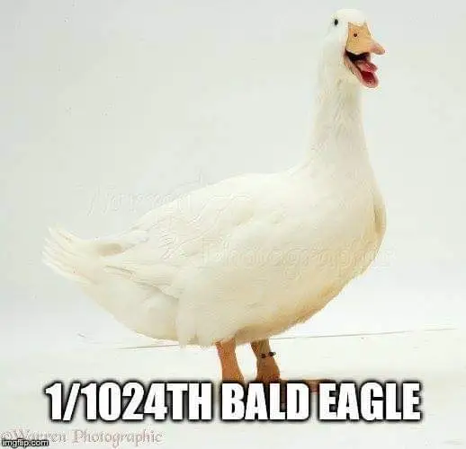 1_1024BaldEagle.webp