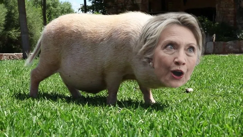 1hillaryhog.webp