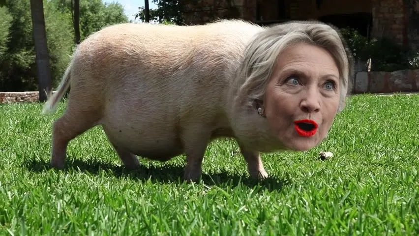 1hillaryhog.webp
