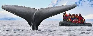 1whale.webp
