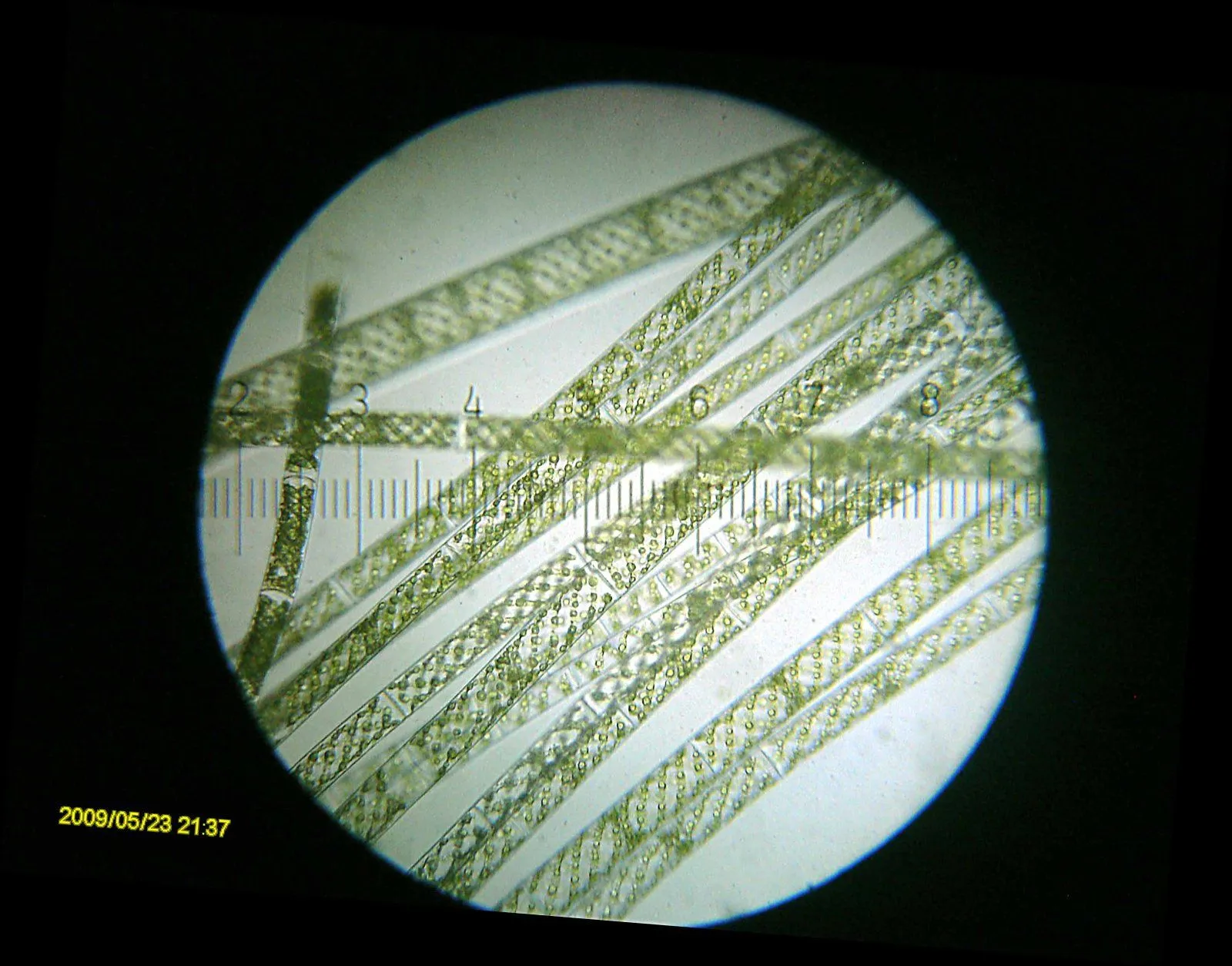 20090523_213732_Spirogyra.webp