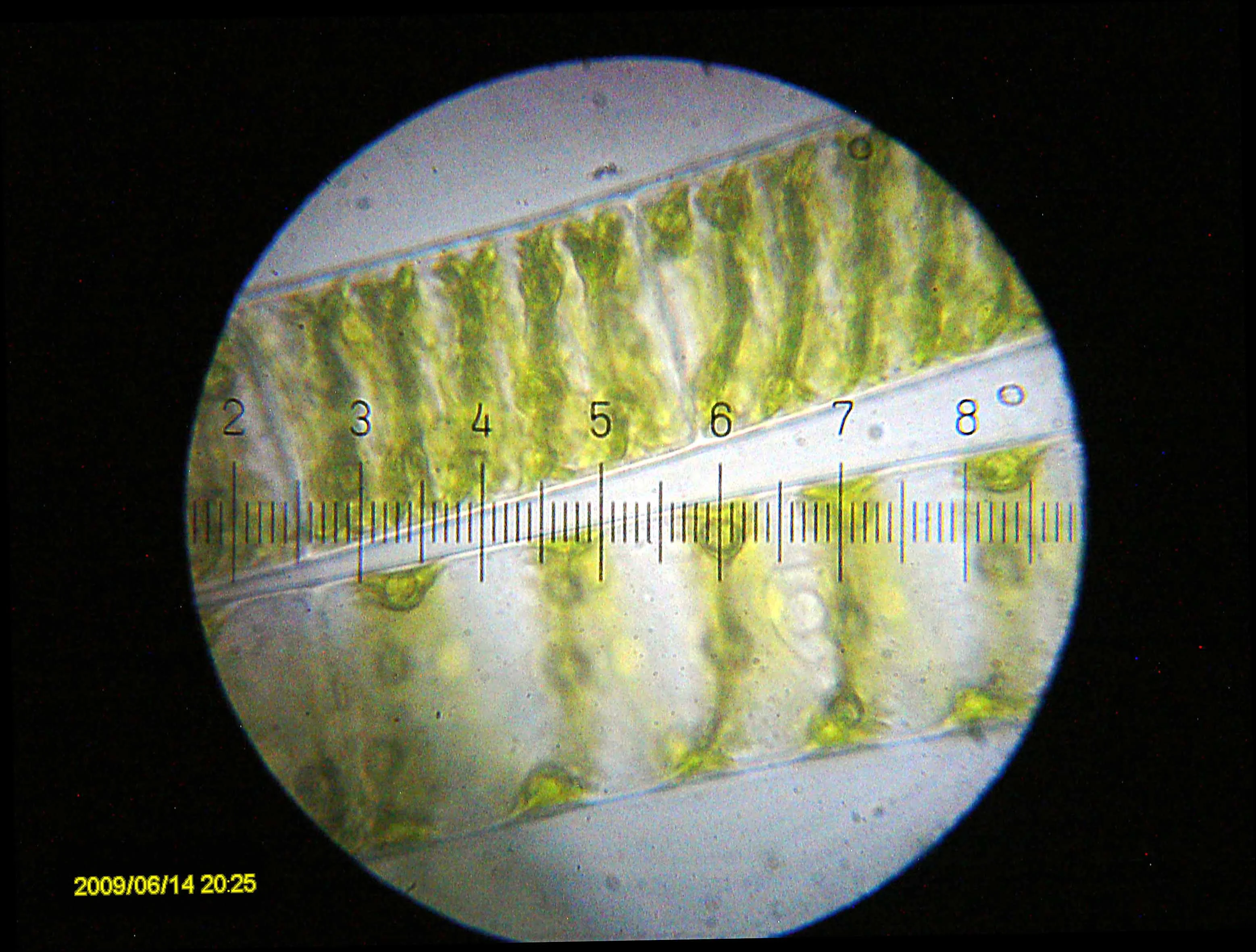 20090614_202559_Spirogyra.webp