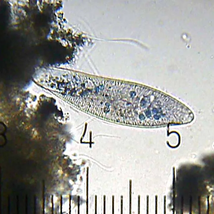 20090830_000847_Paramecium.webp