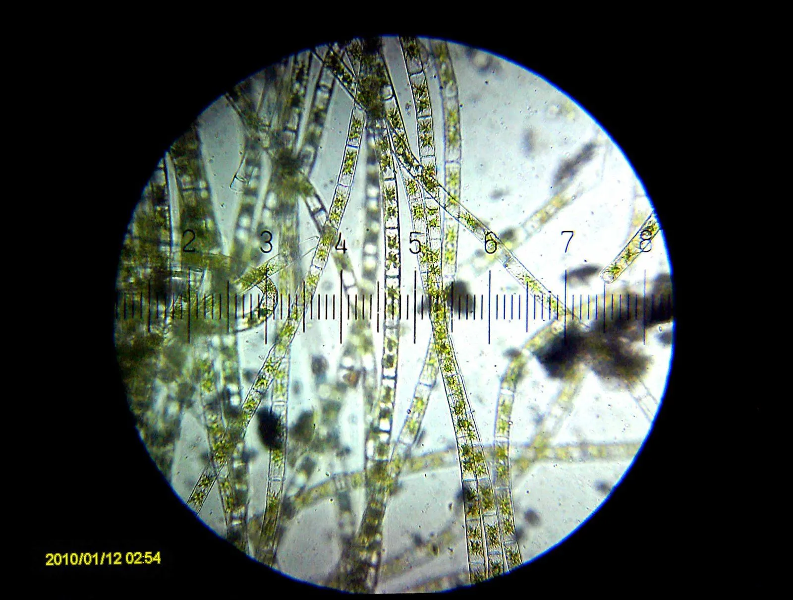 20100112_025452_Algae.webp