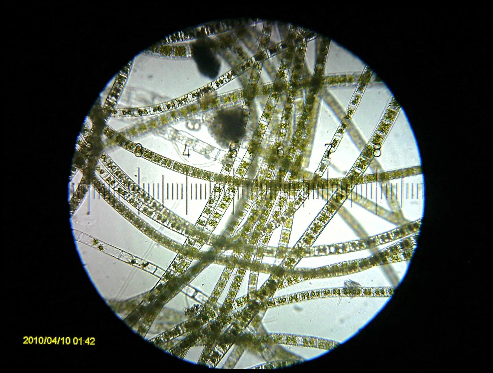 20100410_014245_Algae.webp