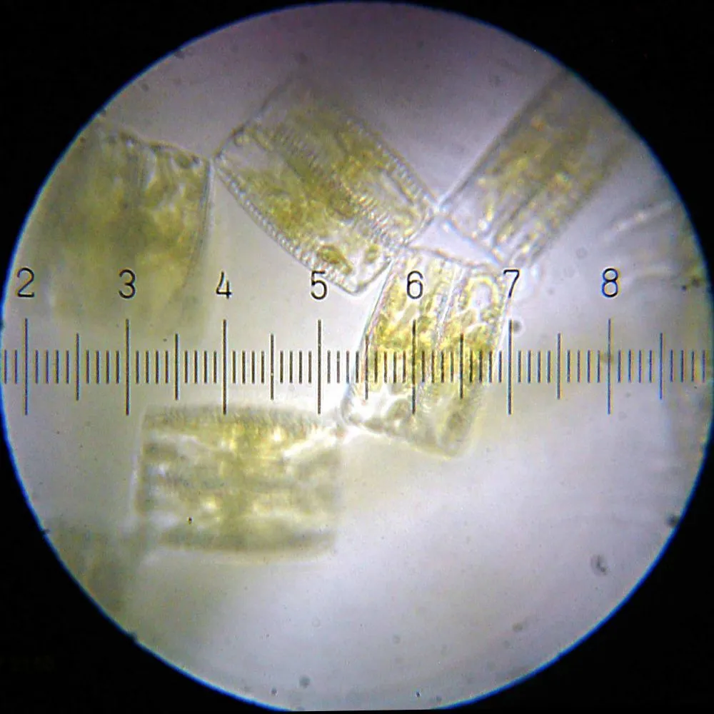 20110227_215556_Diatoms_GraniteParkNorthPond_1Ksq.webp