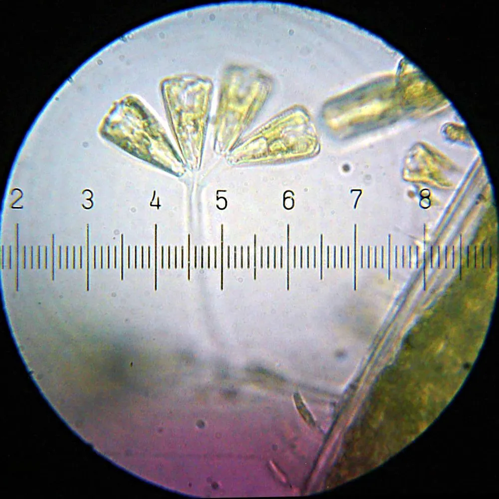 20110227_234908_Diatoms_GraniteParkNorthPond_1Ksq.webp
