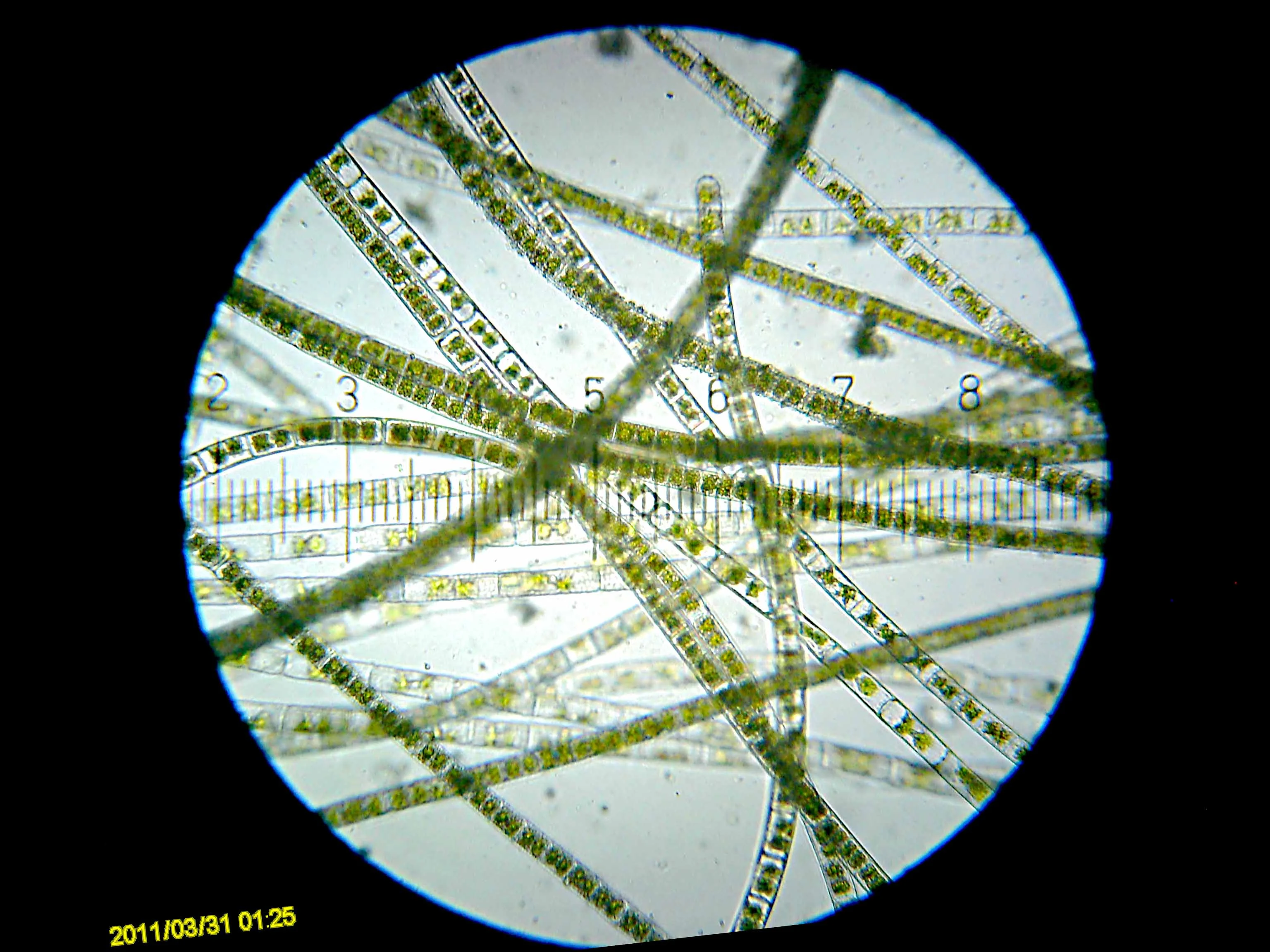 20110331_012556_Algae.webp