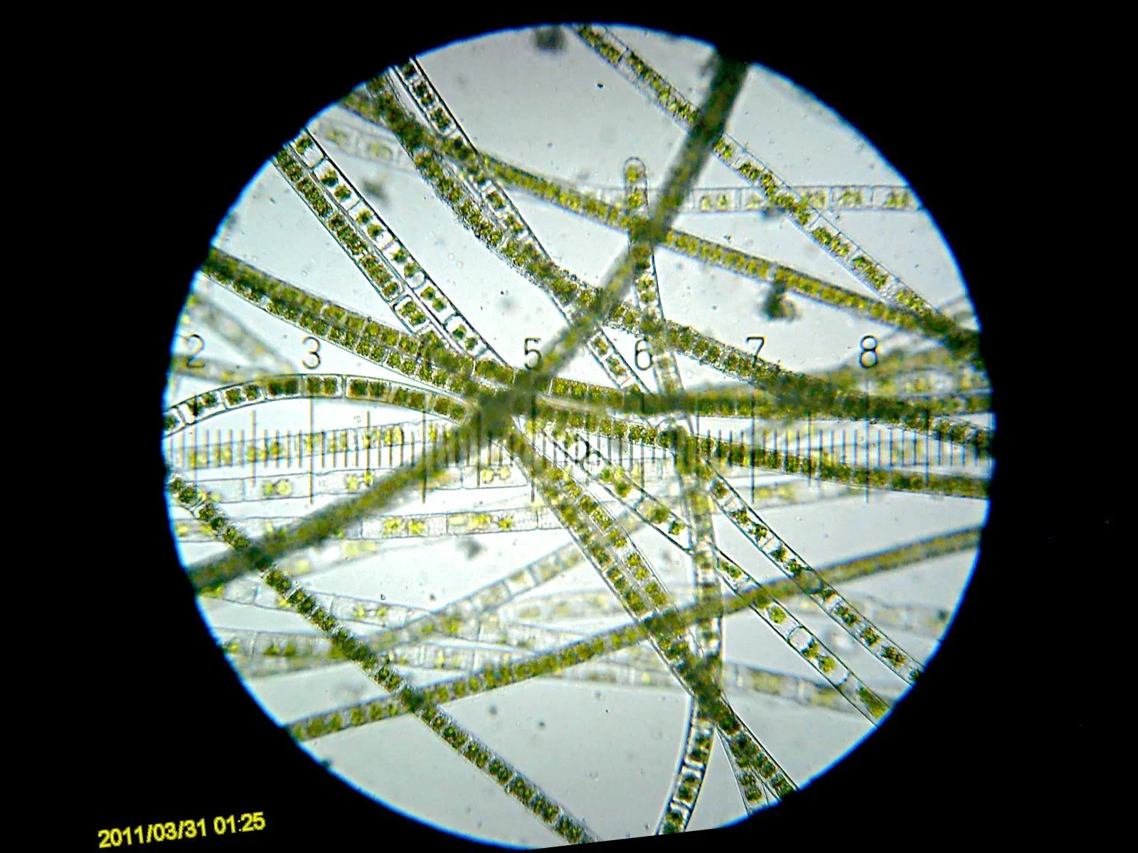 20110331_012556_Algae.webp