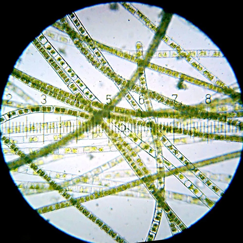 20110331_012556_Algae_1Ksq.webp