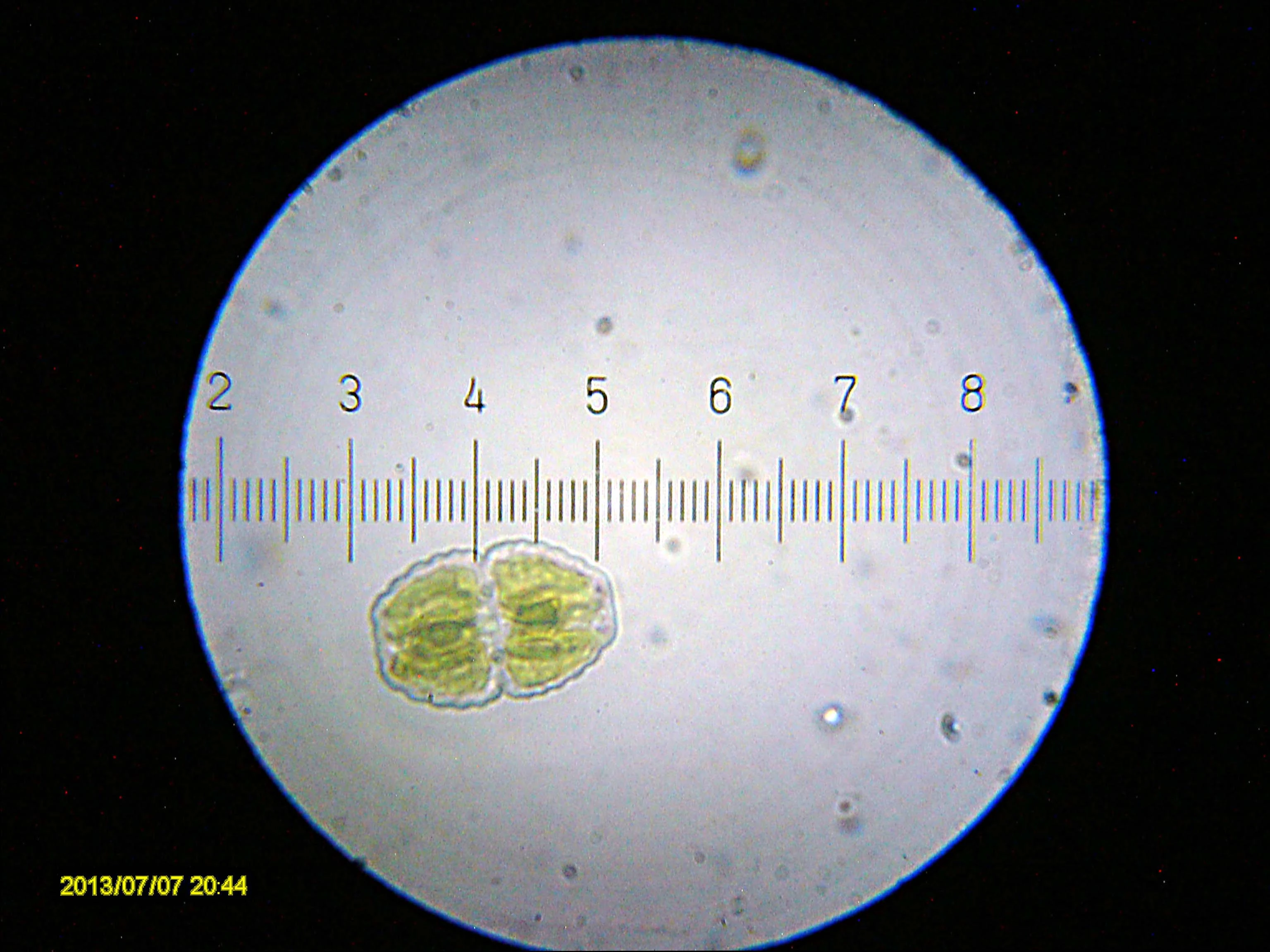 20130707_204408_Algae.webp