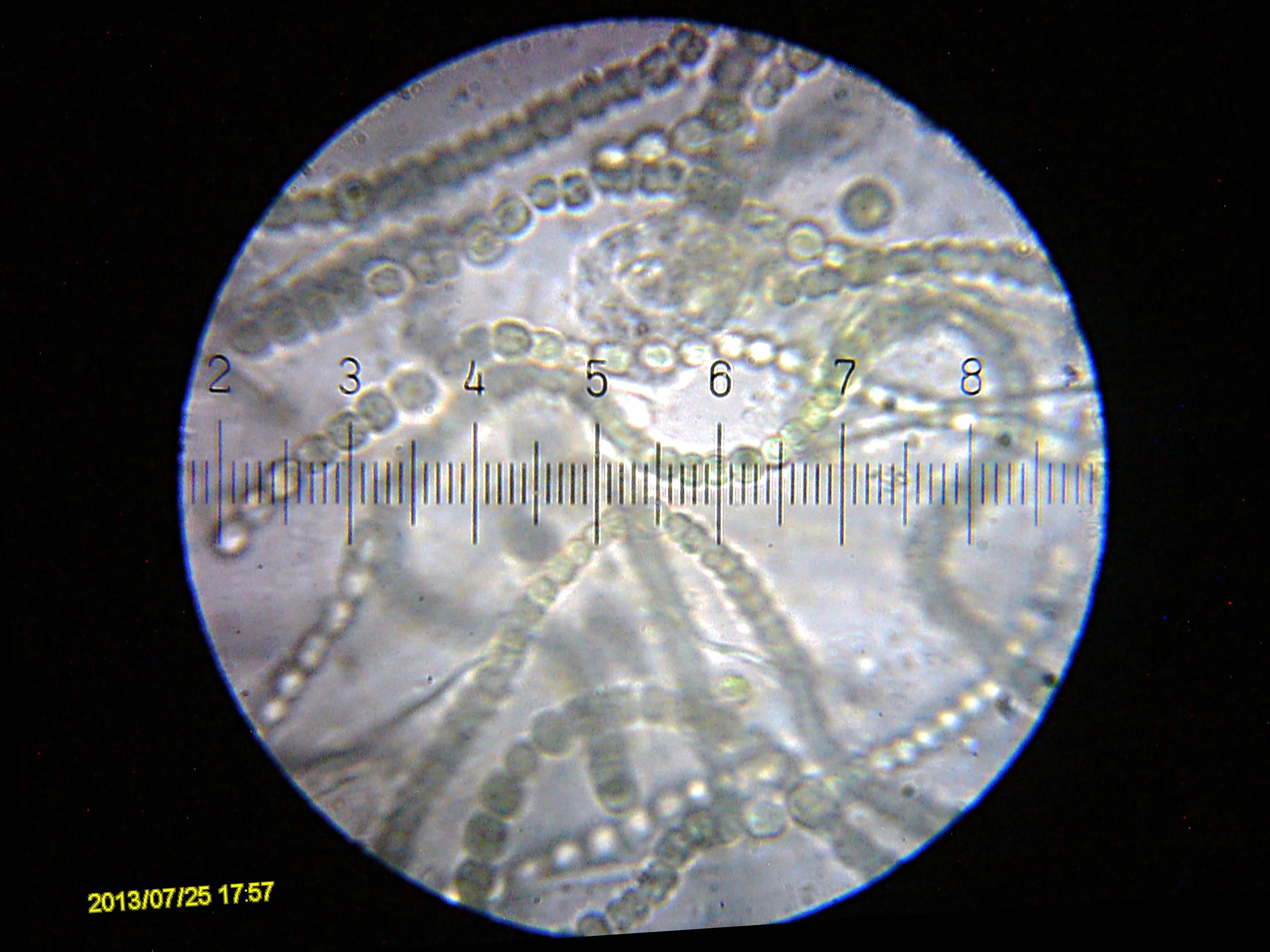 20130725_175756_MailboxPuddle_Cyanobacteria.webp