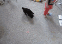 201CE5D7-AE40-470F-8C44-AC6A50C19A46.gif