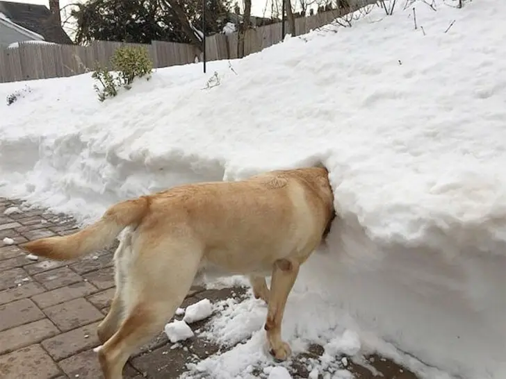 25-Playful-Poochs-Snow-Dive-min.webp