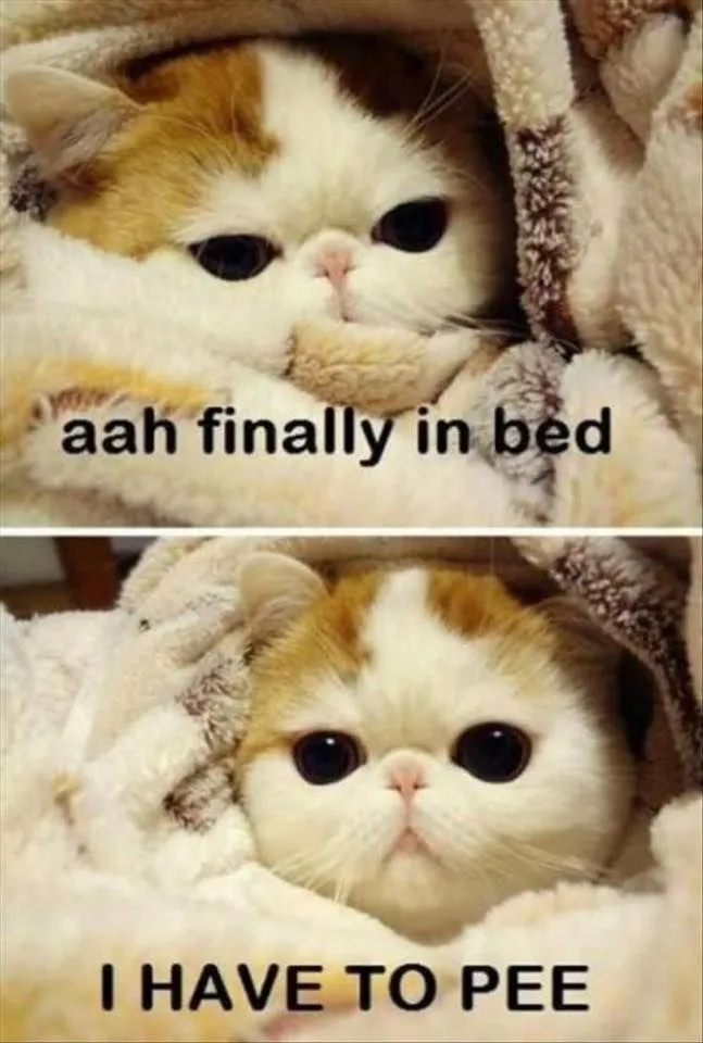 3031cfbbf29dab69d90e849e2a11d3ad--funny-cute-cats-funny-animals.webp