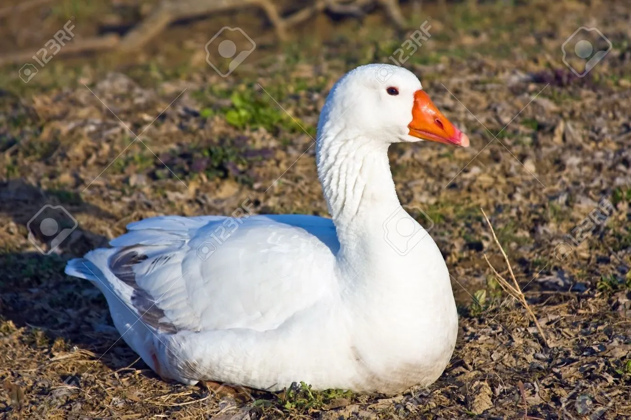 4467275-a-goose-sitting-down-or-nesting-in-the-country-side-Stock-Photo.webp