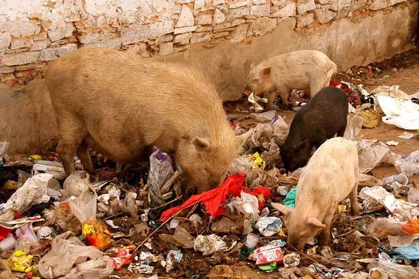 4541755-Pigs-eating-garbage-0.webp
