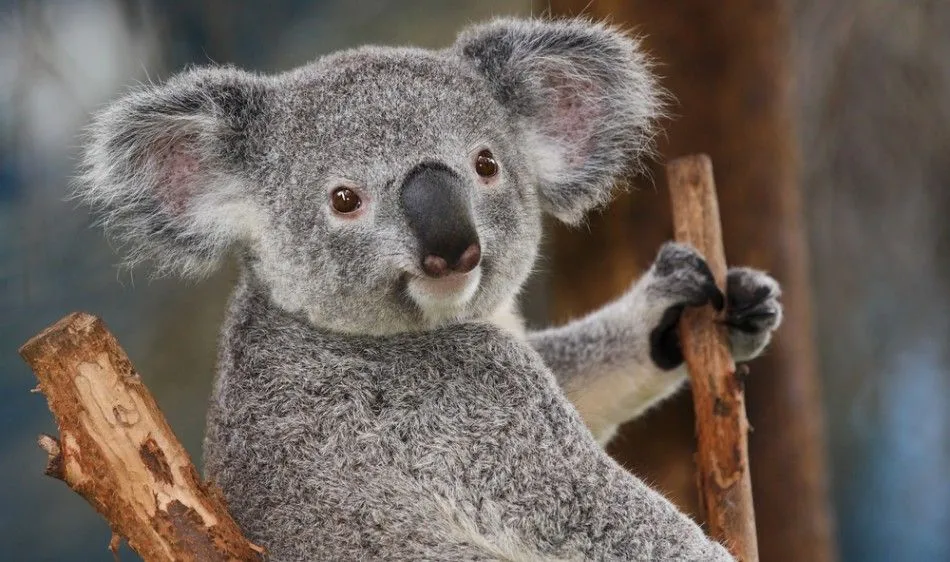 5529-koala-bear.webp