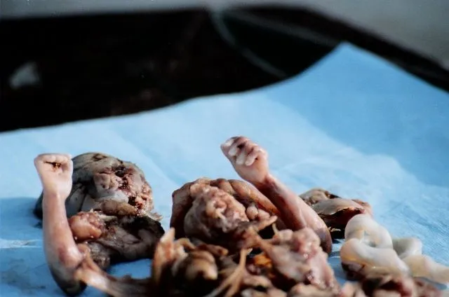 ```6 month old baby aborted.webp