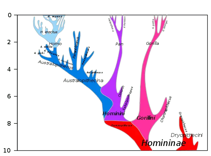675px-Hominini_lineage.svg.webp