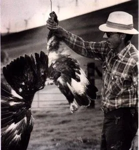 6_beheaded_golden_eagle_Altamont_Pass-278x300.webp