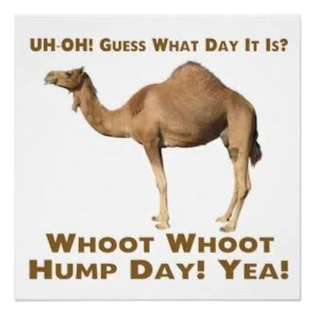 80986-Hump-Day-Camel.webp