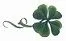 _Shamrock.webp