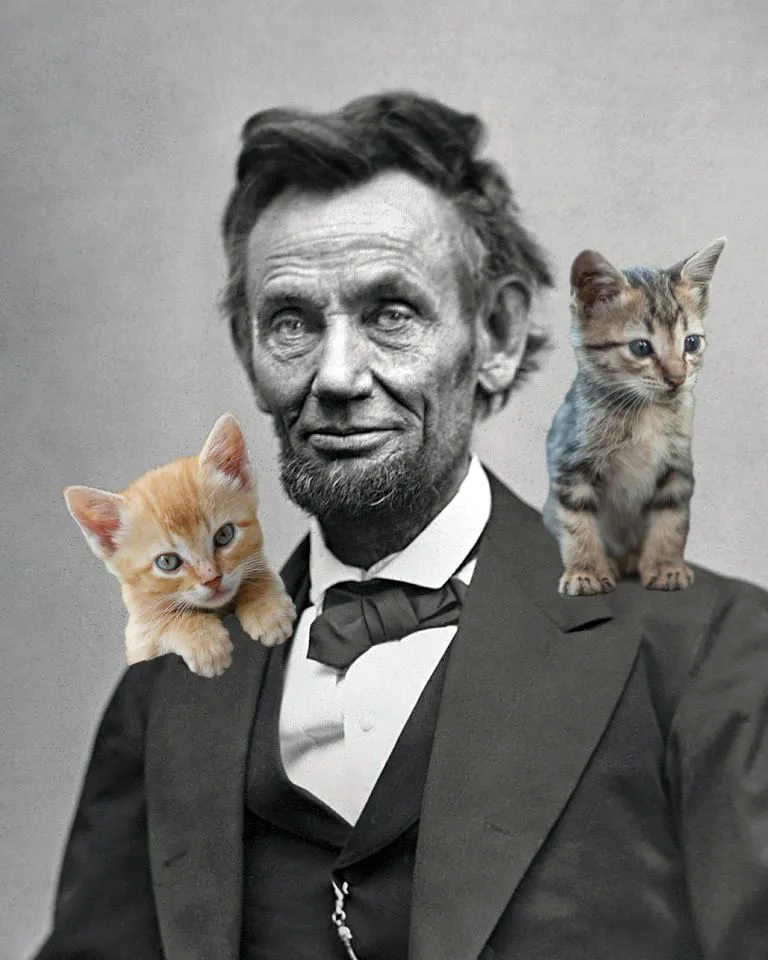 A-Lincoln-kittens-56a754675f9b58b7d0e93c43.webp