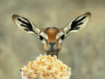 A3683FB2-3DCE-4DF1-A91C-F159E0DDEDF3.gif