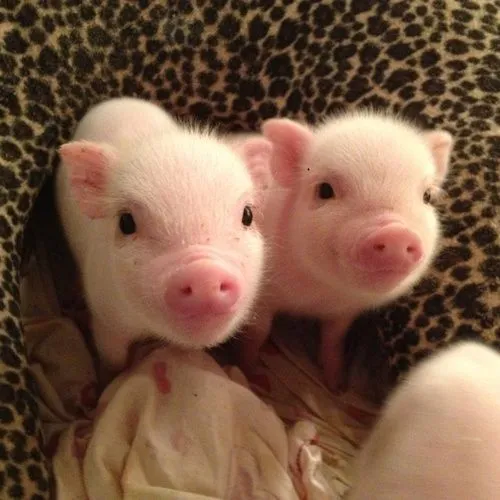 adorable-piglets.webp
