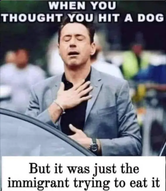 almost hit a dog.webp