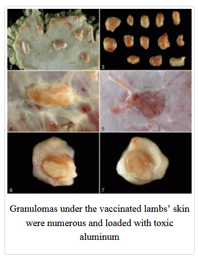 Aluminum sheep brains.webp