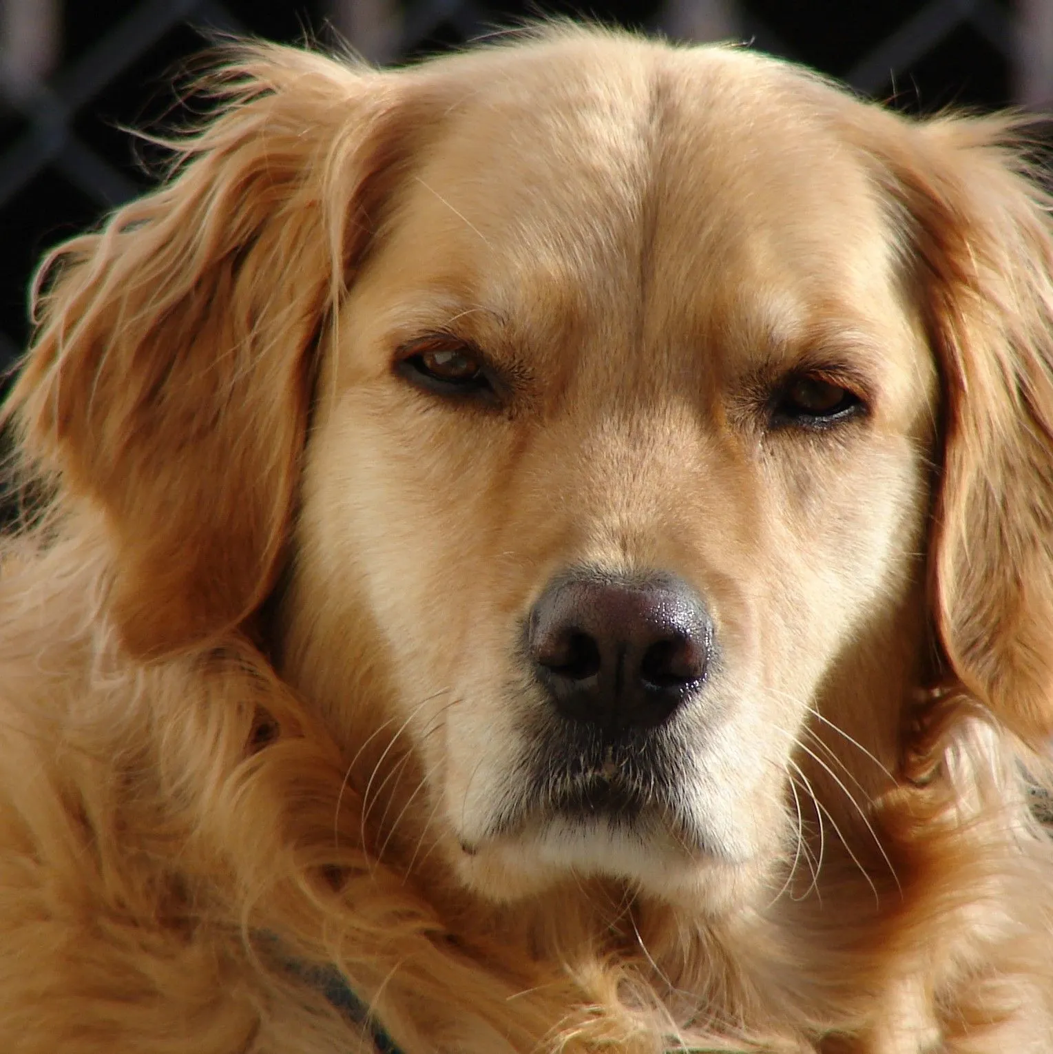 angry-dog-square.webp
