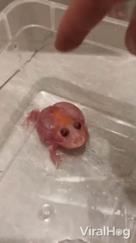 angry-frog-baby-frog.gif