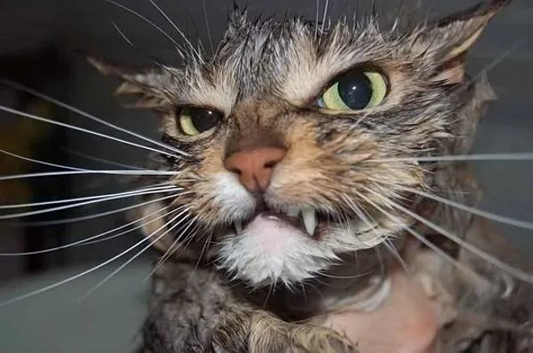 angry-wet-cat-02 copy.webp
