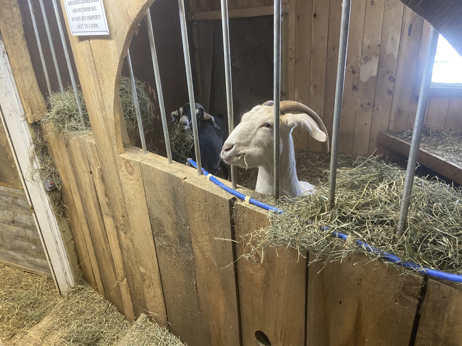 Anna Abigail green hay 2.webp