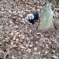 Annabelle 2 hours old.webp