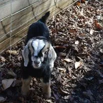 Annabelle birthday.webp