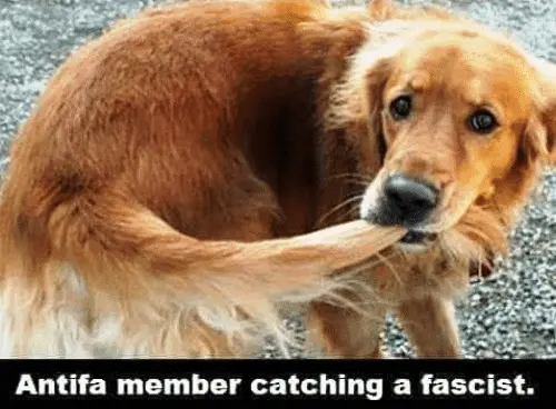 antifa-member-catching-a-fascist-2017-colorized-sad-sent-by-27685875.webp