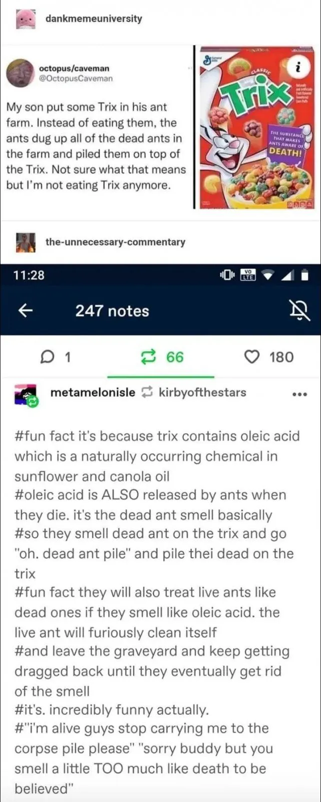 ants.webp