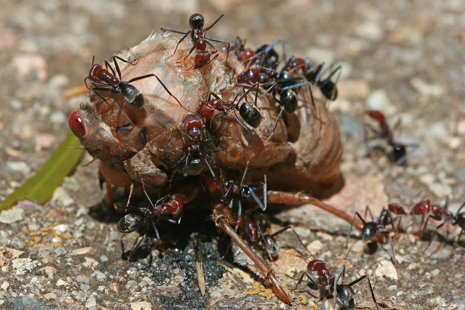 Ants_eating_cicada,_jjron_22.11.2009.webp