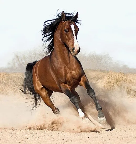 arabian-horse8.webp