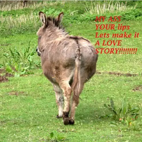 ass-Copy.webp