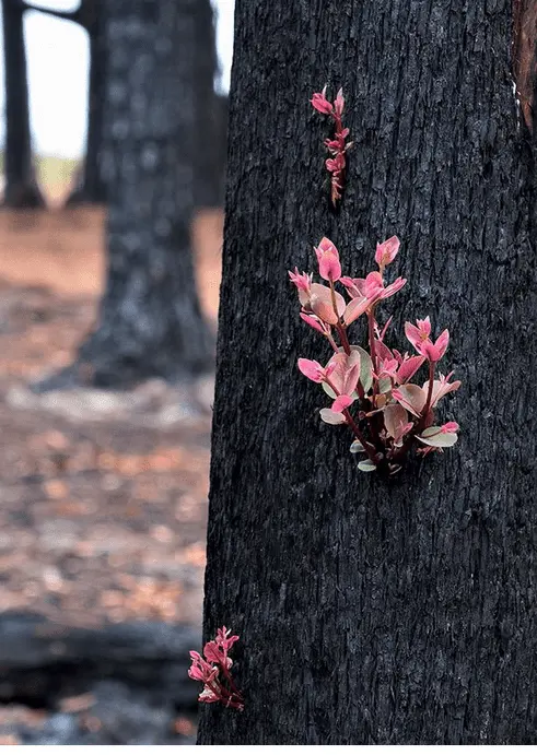 Aussie trees coming back.webp