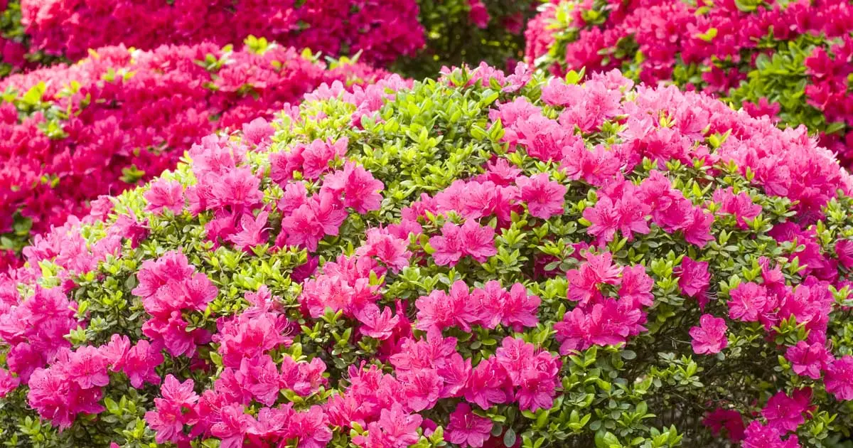 azalea-flowering-10312015.webp